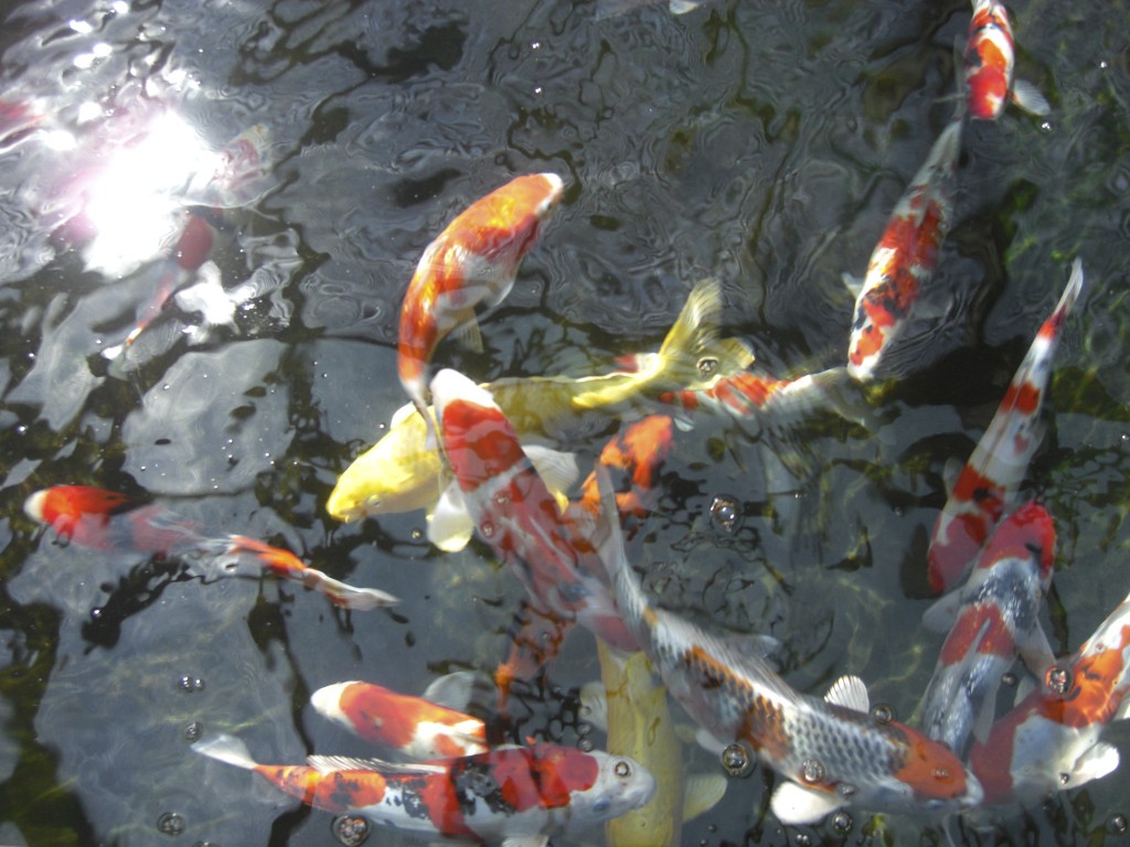 Koi Care / Fish Husbandry