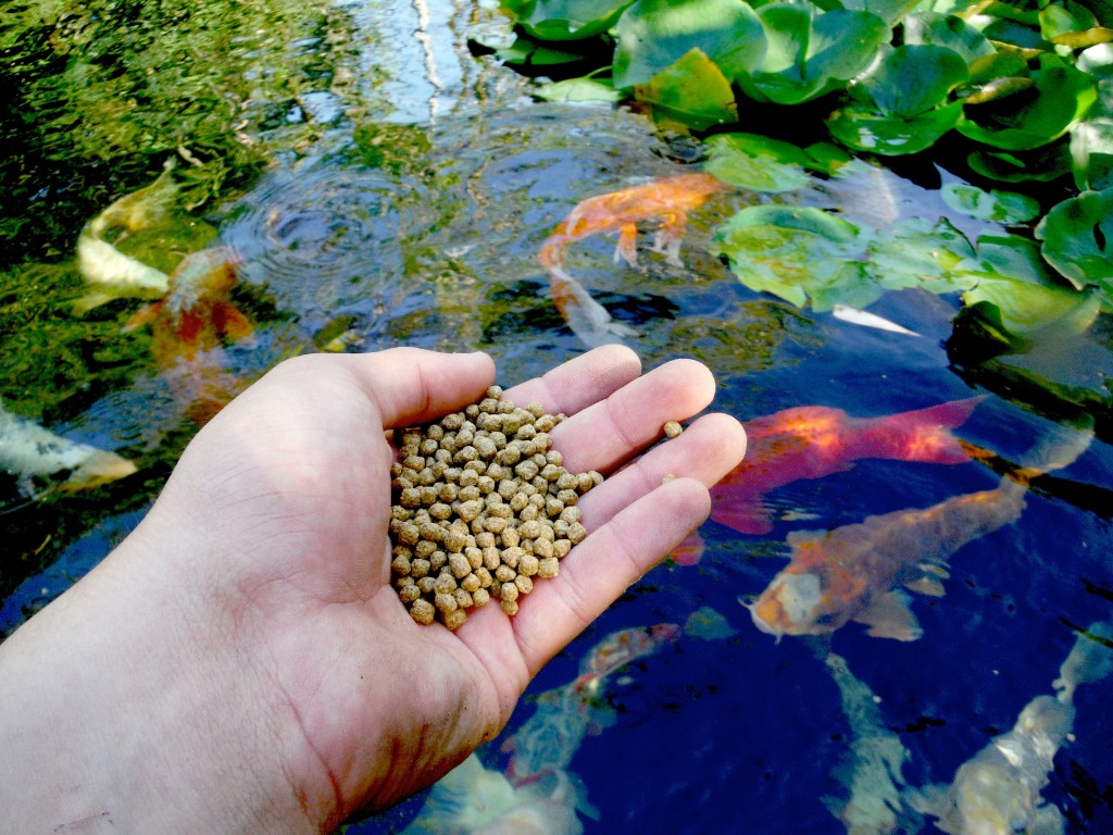 feeding-fish-during-cold-weather